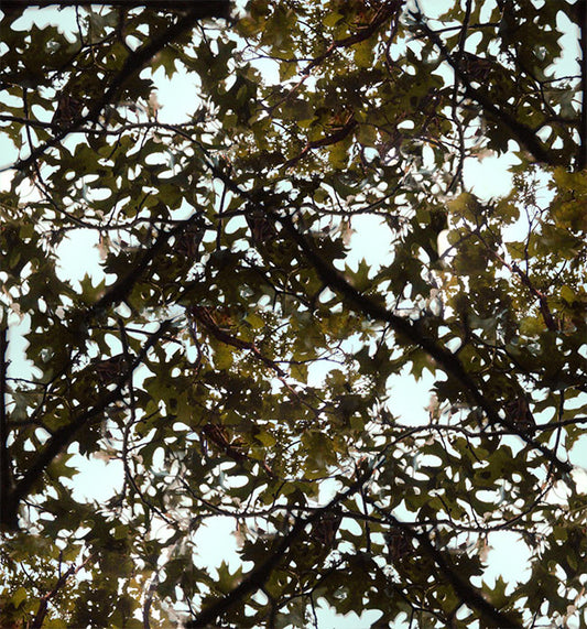 BACKGROUND - 102 TREE TOPPER